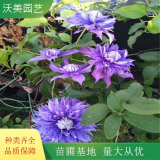 大量供應(yīng) 水星二號(hào) 藍(lán)光 多藍(lán) 鐵線蓮品種 花架棚架柵欄爬藤植物