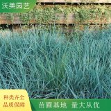 沃美園藝出售 藍濱麥 庭院小區(qū)別墅地被綠化栽植苗