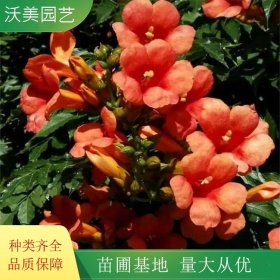 沃美园艺出售 凌霄花 园林绿化造景栽植苗 花镜种植花卉