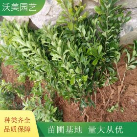 沃美园艺出售 杨梅树苗 花镜花坛造景栽植 观果绿化苗