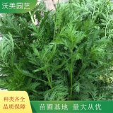 沃美园艺出售 青蒿小苗 绿化造景工程苗 园林栽植苗