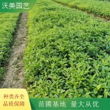 苗圃基地供應(yīng) 鼠尾草 種類齊全 品種多 花鏡花壇栽植