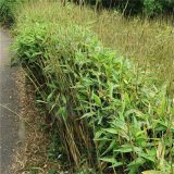 鹅毛竹 景区园林道路观赏种植小区庭院公园绿化工程盆栽苗