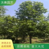 沃美園藝出售 叢生玉蘭 2-10公分 根系好 道路景觀列植觀賞樹(shù)