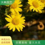 沃美园艺出售 野菊花小苗 园林景区地被造景观赏花苗