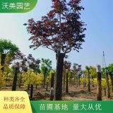 沃美园艺出售 红叶椿小苗 绿化观赏苗木 规格齐全 景区栽植树