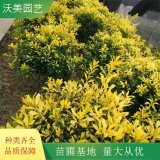 基地出售黃金枸骨球 道路庭院小區(qū)觀賞植物 園林綠化工程苗木