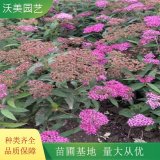 沃美园艺出售 日本绣线菊 小苗 花坛花镜造景观赏花苗