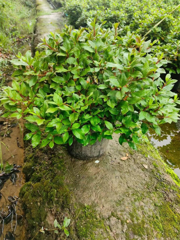 杜鵑花安酷