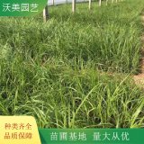 基地出售 拂子茅多年生植物 公园小区绿化种植观赏草