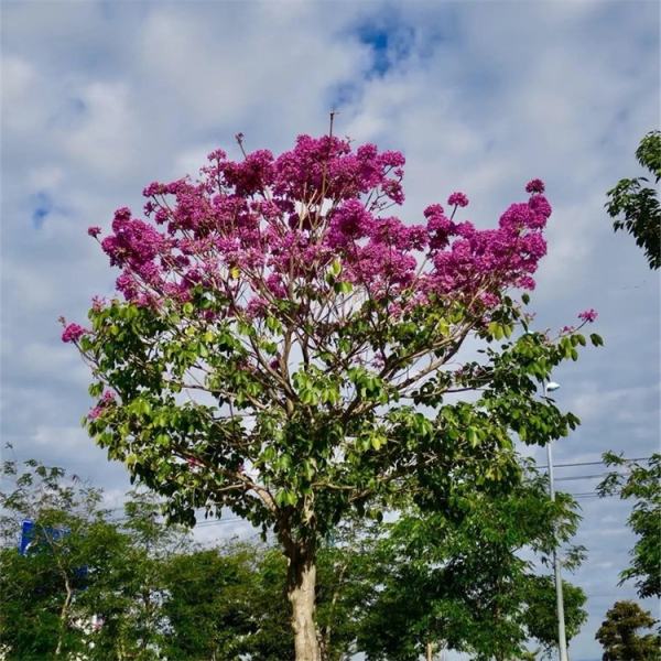 紅花風(fēng)鈴木