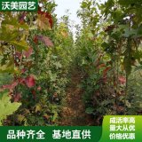 苗圃出的 北美红橡树 园林庭院造景植物 道路绿化色块苗木