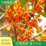 沃美园艺出售 桂花 沉香桂 道路行道景观绿化树 园林栽植苗