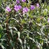 蘭花莉 杯苗 庭院公園小區(qū)綠化盆栽種植 景區(qū)園林觀賞工程苗