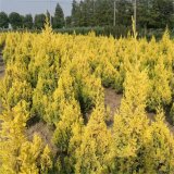 日本金蜀檜 黃金檜柏小區(qū)庭院公園綠化行道種植景區(qū)園林綠化栽植