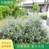 苗圃出售 水果兰 园林护坡绿化地被彩色绿篱 庭院观赏植物苗