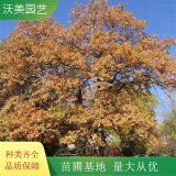 沃美園藝新品出售 櫟樹系列 白櫟 沼澤白橡木 紅槲櫟北方紅橡