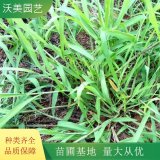 沃美園藝出售 稗草 綠化配植觀賞苗 花境花壇切花材料