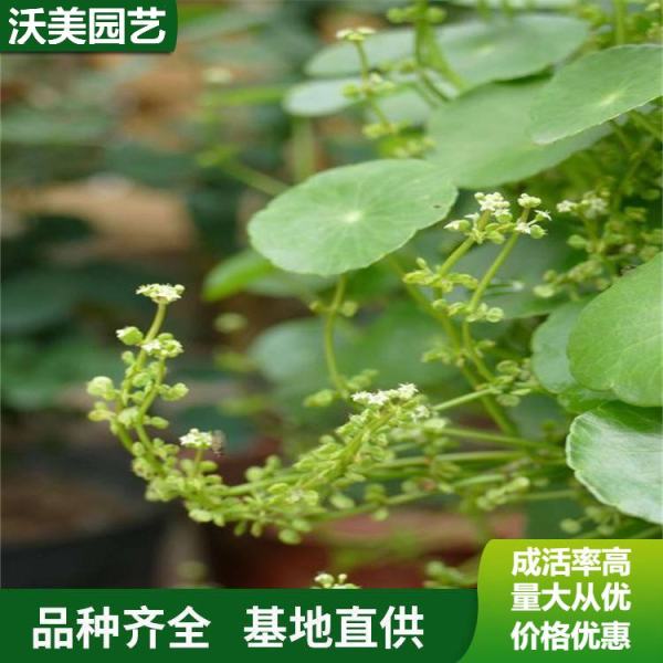 香菇草价格