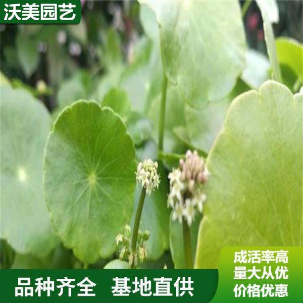 香菇草价格