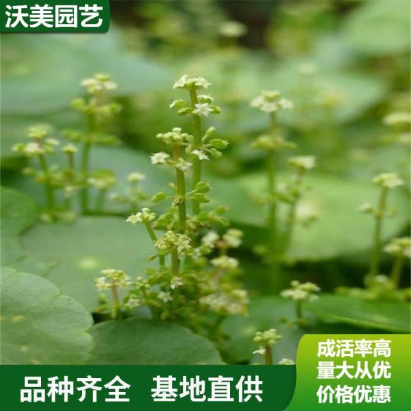 香菇草价格