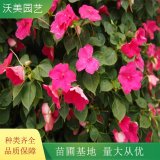 沃美園藝供應(yīng) 非洲鳳仙小苗 時令草花 宿根草本花苗地栽苗