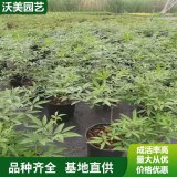 穗花牡荆加仑盆苗 别墅小区绿化苗木 耐寒耐热植物 树形饱满