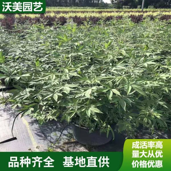 穗花牡荆价格