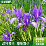 马蔺基地 马兰花 多年生本宿根植物适应性强地被花卉