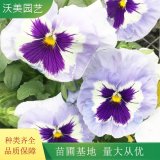 沃美园艺出售 三色堇小苗 宿根花苗 花量大 绿化时令草花