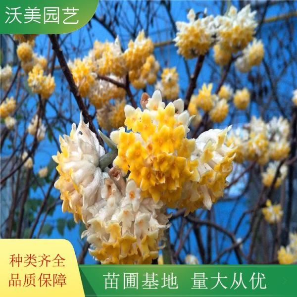 结香花