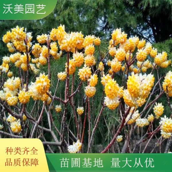 结香花