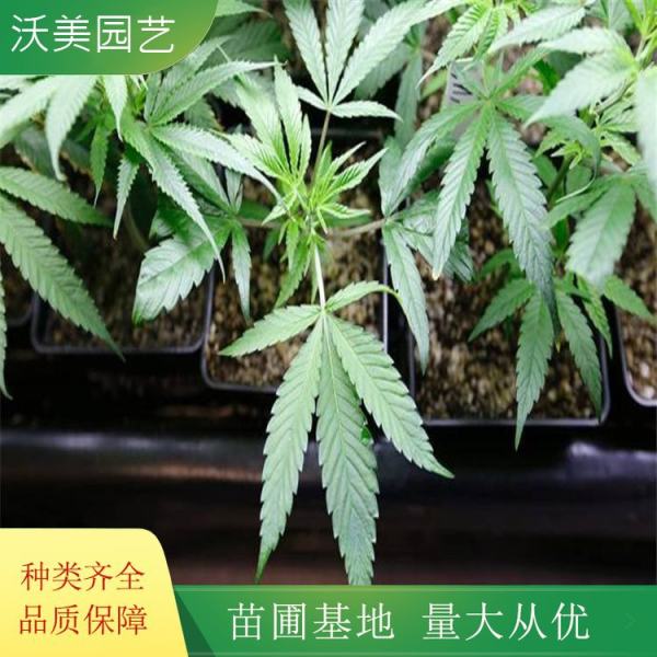 大麻葉澤蘭