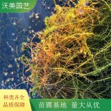 富春園林 池塘河道綠化苗 沉水植物 伊樂藻 水生植物