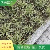 基地供应金叶苔草 道路绿化工程苗 小区庭院观赏景观苗木