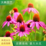 苗圃出售 松果菊 园林绿化彩色绿篱 庭院观赏植物苗