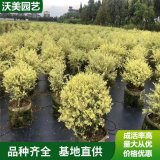 大量出售 金姬小蜡 园林庭院造景植物 道路绿化色块苗木