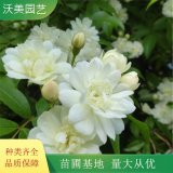 白木香花 地被花坛 庭院墙体绿化 当年开花 多年生盆栽地栽苗