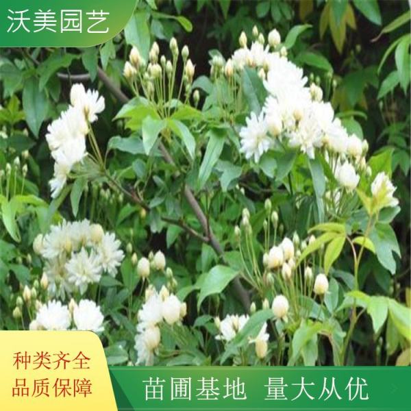 白木香花