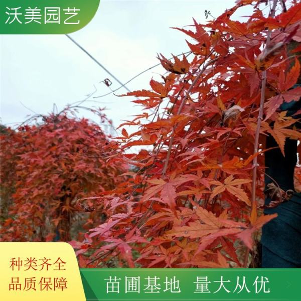 流泉紅楓