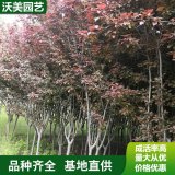 基地出售 密枝紅葉李籬 園林綠化彩色葉植物 庭院小區(qū)觀賞植物