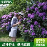 基地出售 高山杜鹃花苗 园林片植观赏植物 庭院花镜绿篱植物