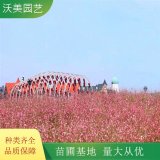 苗圃供應 山桃草 園林護坡綠化地被彩色綠籬 庭院觀賞植物苗