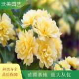 黄色木香 花苗爬藤植物浓香四季 蔷薇花苗庭院花卉盆栽