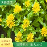 德国景天 庭院绿化宿根花卉工程绿化 花盆种植植被绿植花芽