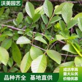 苗圃供应 绿化造型榆树 园林庭院造景植物 学校小区绿化苗