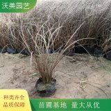 沃美园艺出售 棕榈叶苔草杯苗 景区园林地被绿化工程苗