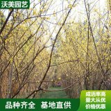 苗圃供应 蜡梅 庭院观赏苗木 园林小区绿化圆柱形