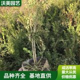 基地朝鲜黄杨绿化苗 大小杯苗 别墅小区绿化苗木