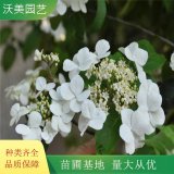 苗圃 琼花 园林绿化庭院观花绿植 绿化工程苗 别墅小区景观苗木